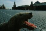 Великолукский приют для бездомных животных временно приостановил прием питомцев