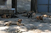 В Одессе в "будке" на Пересыпи живет сотня брошенных котов и собак