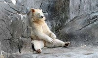 Умирает самая старая в мире медведица