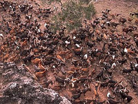 Защитники природы истребили на Галапагосских островах всех козлов