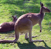 400 кенгуру австралийского острова Мария будут принесены в жертву ради спасения других животных